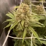 Cannabis seeds Desfrán® from Dutch Passion